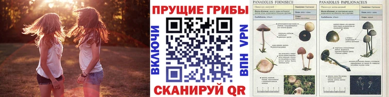 Псилоцибиновые грибы мицелий MEGA вход Балей